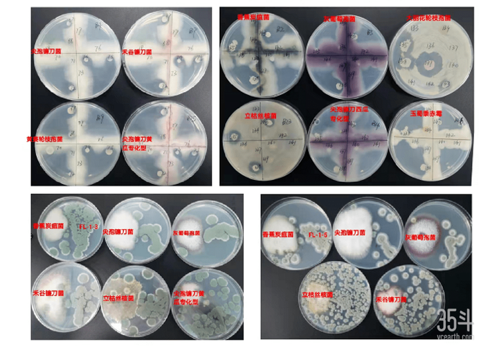 从营销到自主研发,汉和生物如何建造合成生物学细胞工厂